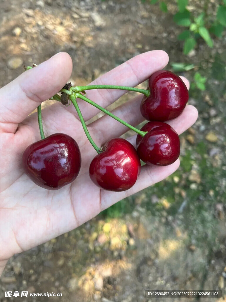 樱桃