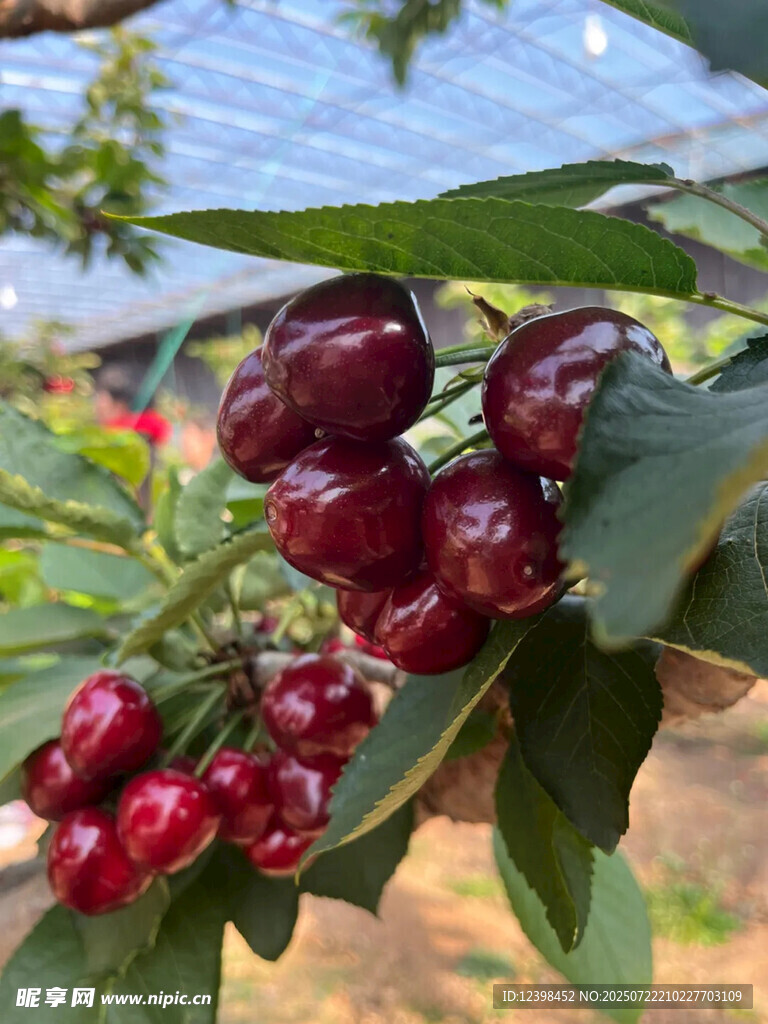 樱桃