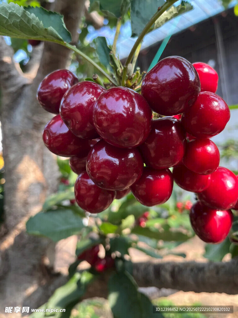 樱桃