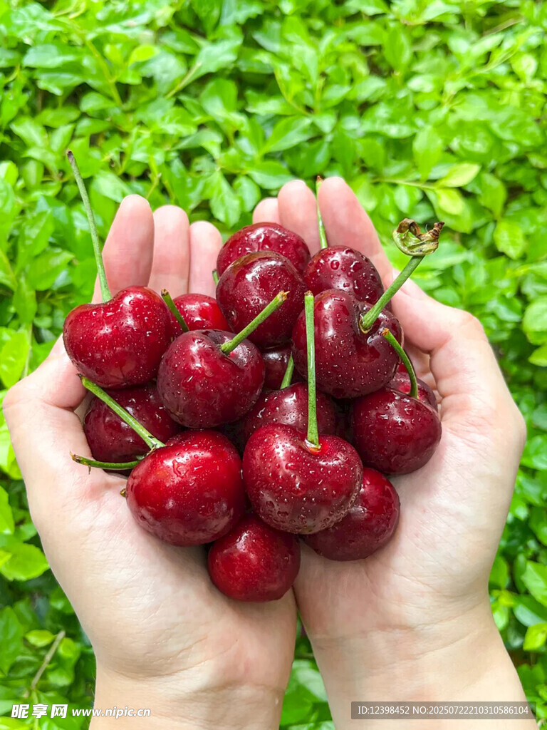 大樱桃