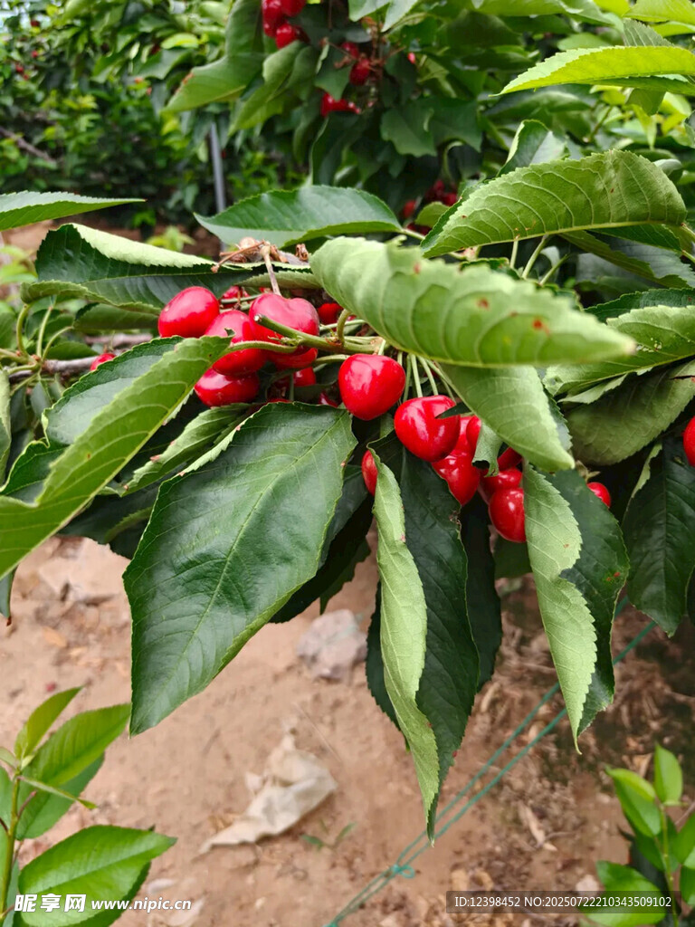 樱桃