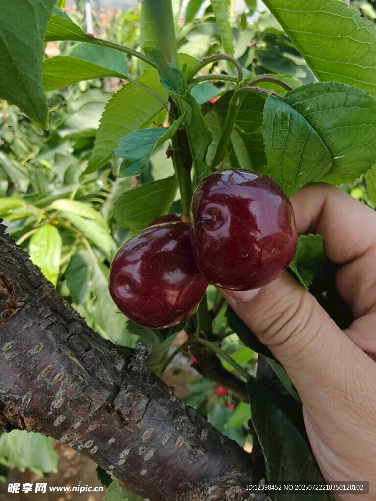 樱桃