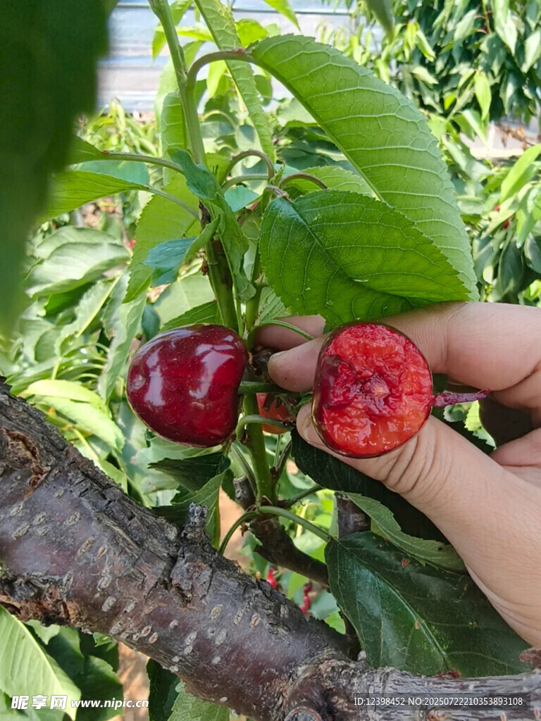 樱桃
