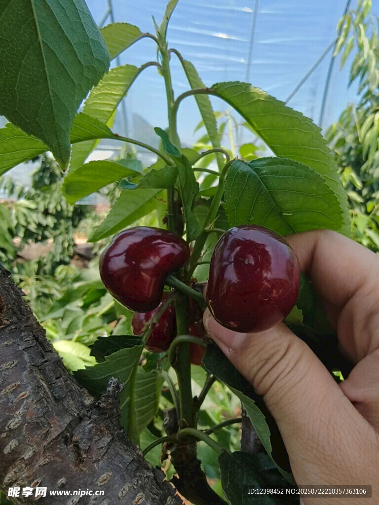 樱桃