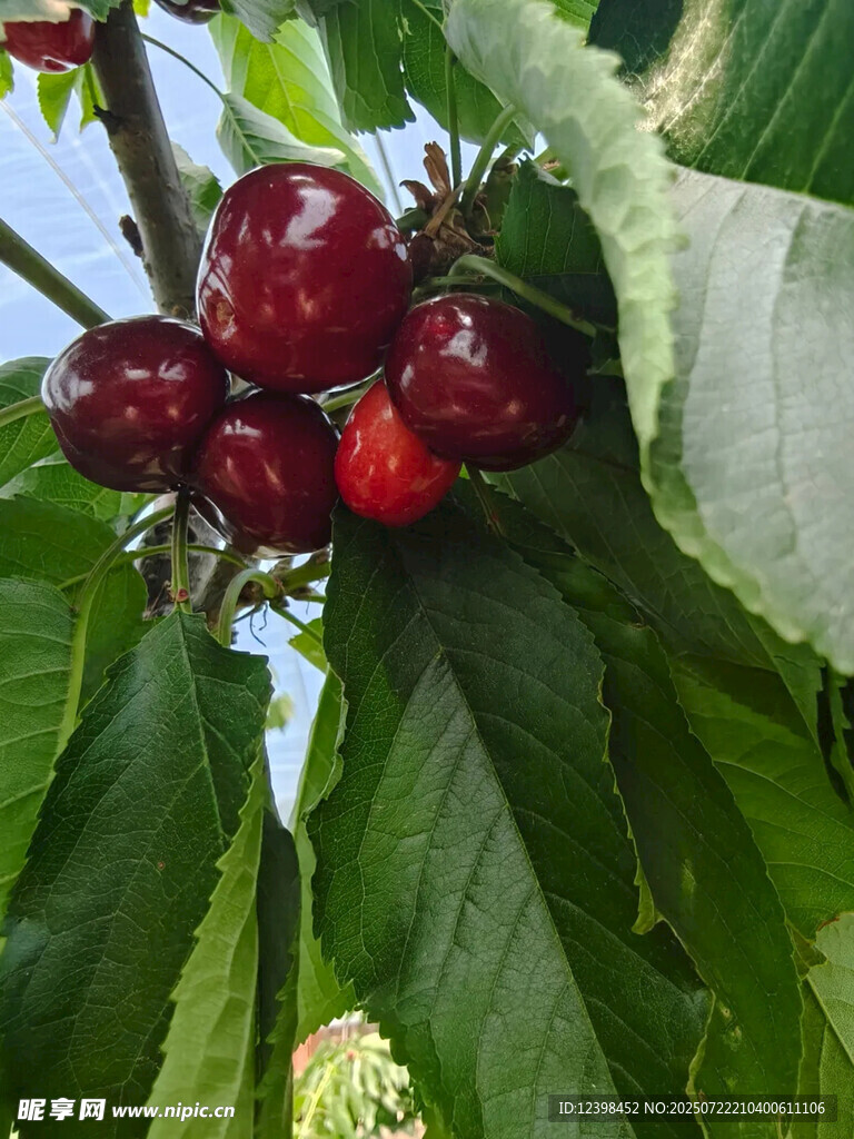 樱桃