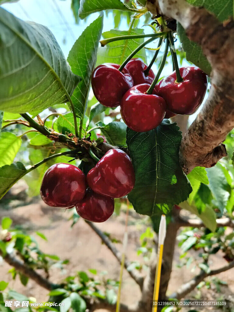 樱桃