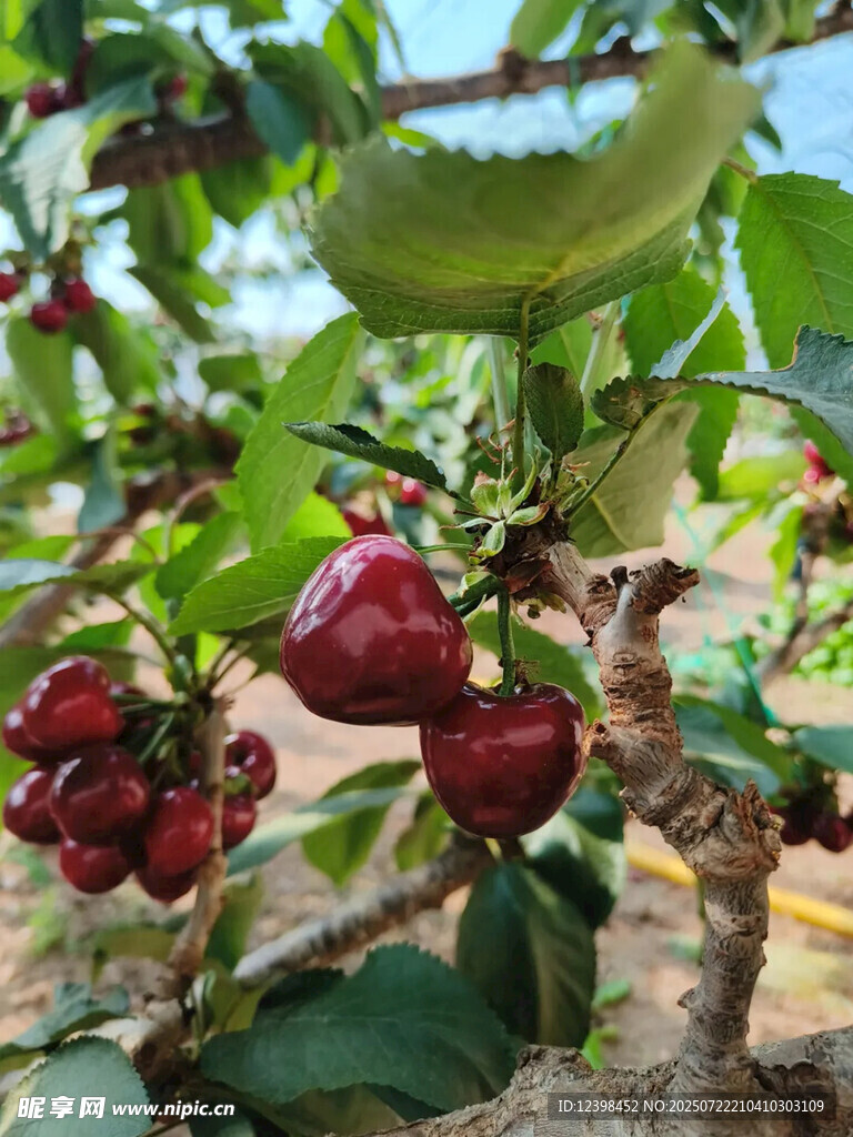 樱桃