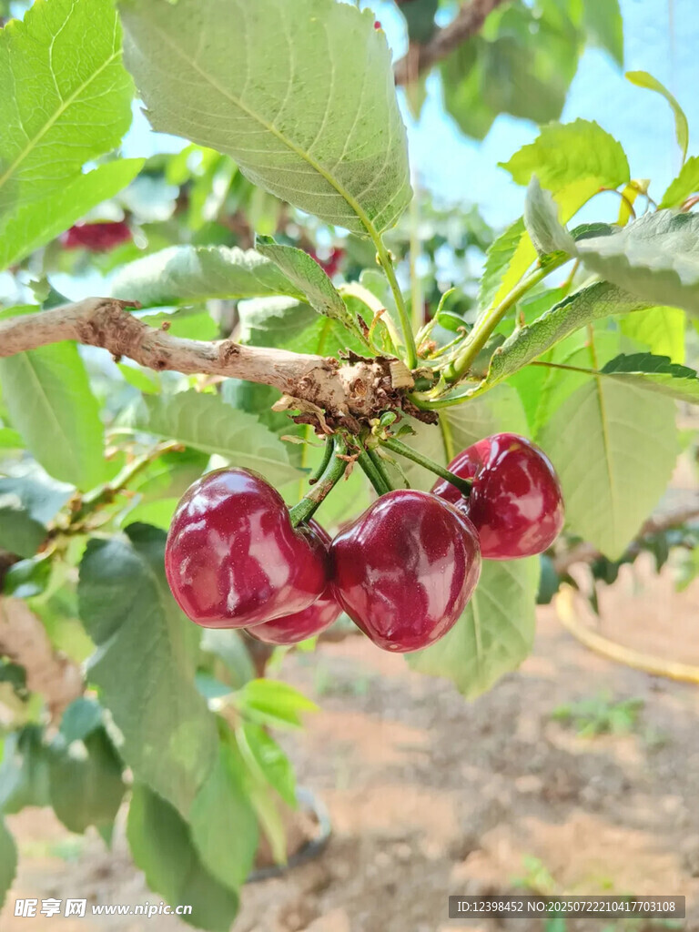 樱桃