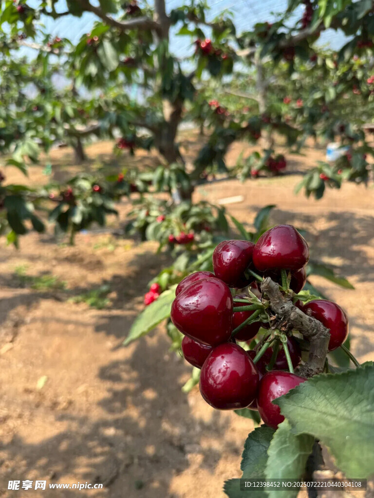 樱桃