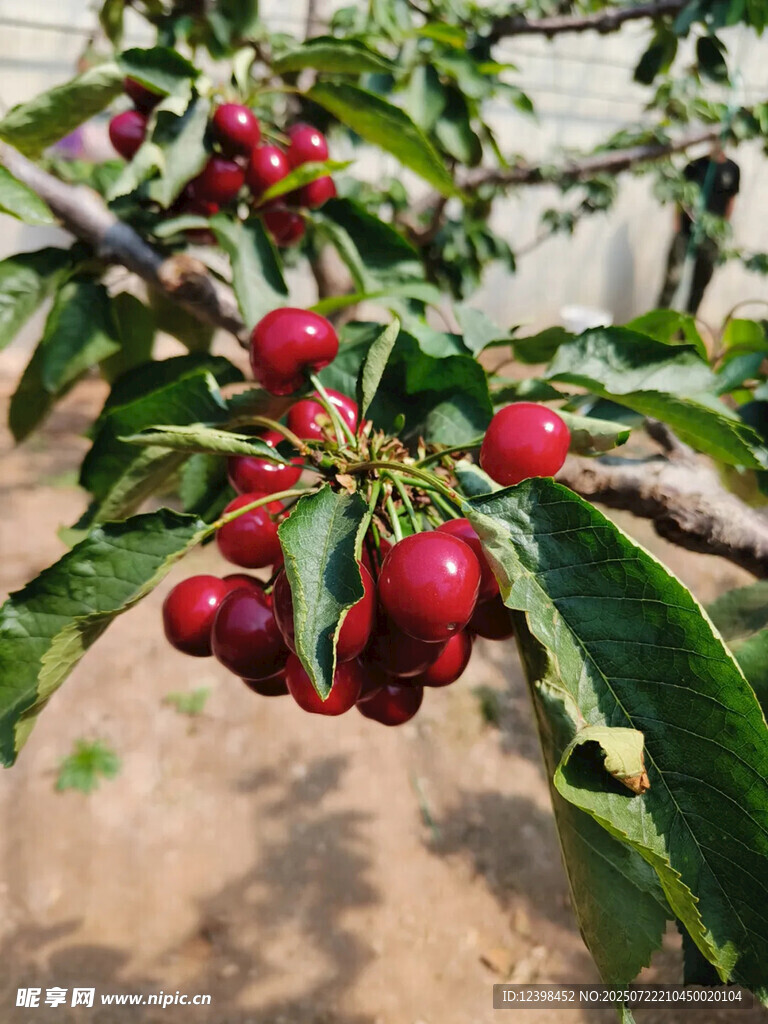 樱桃