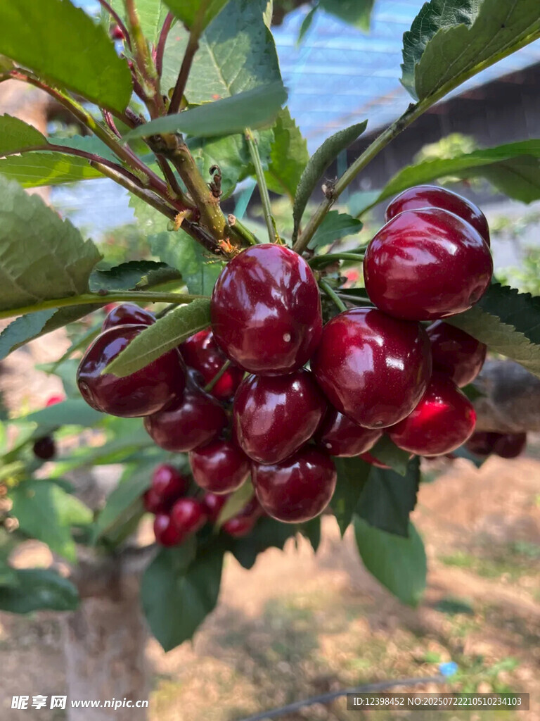 樱桃