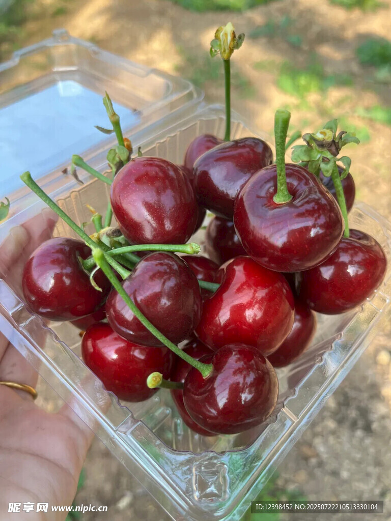 樱桃