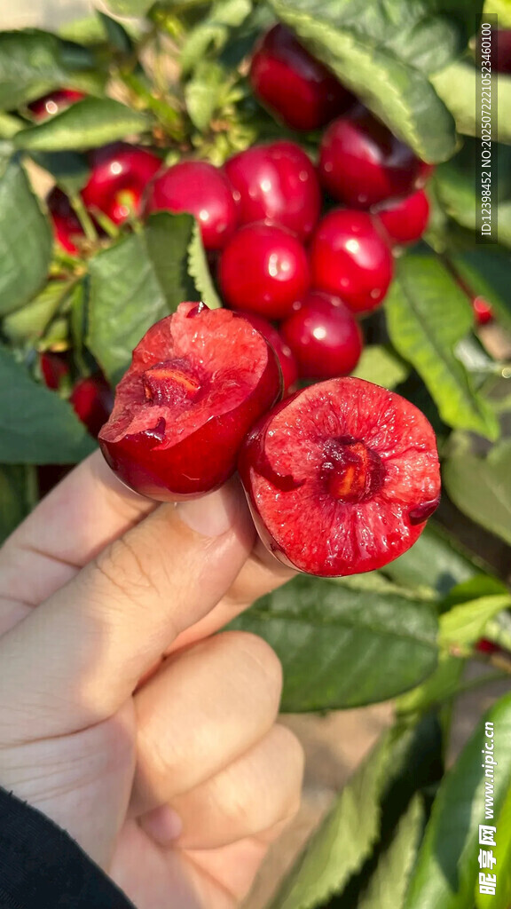 樱桃
