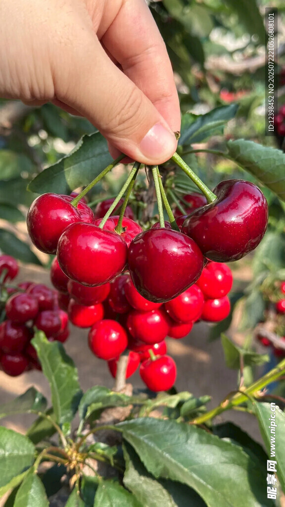 樱桃