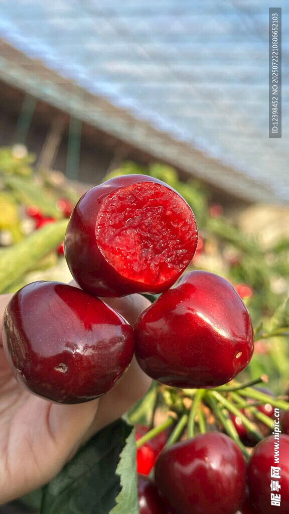 樱桃