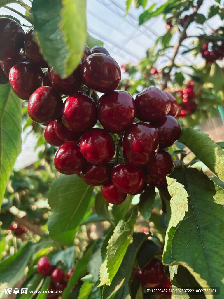 樱桃