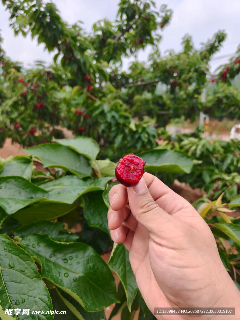 樱桃