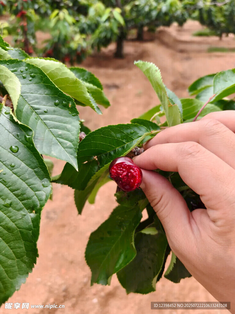 樱桃