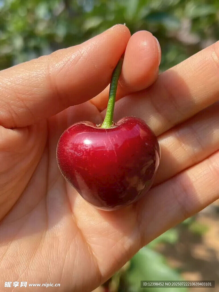 樱桃