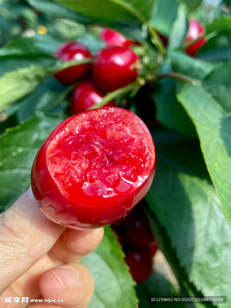 樱桃
