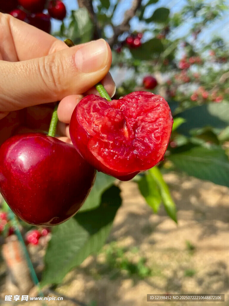 樱桃