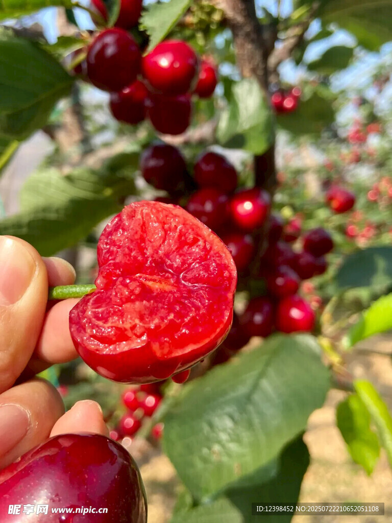 樱桃