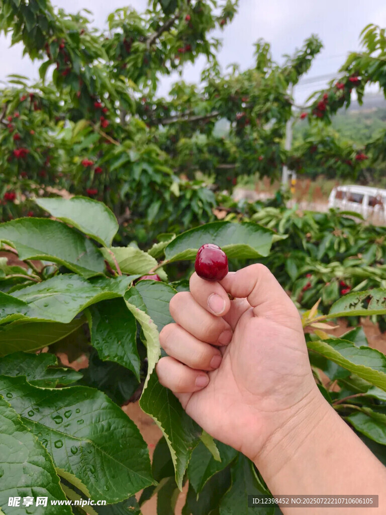 樱桃