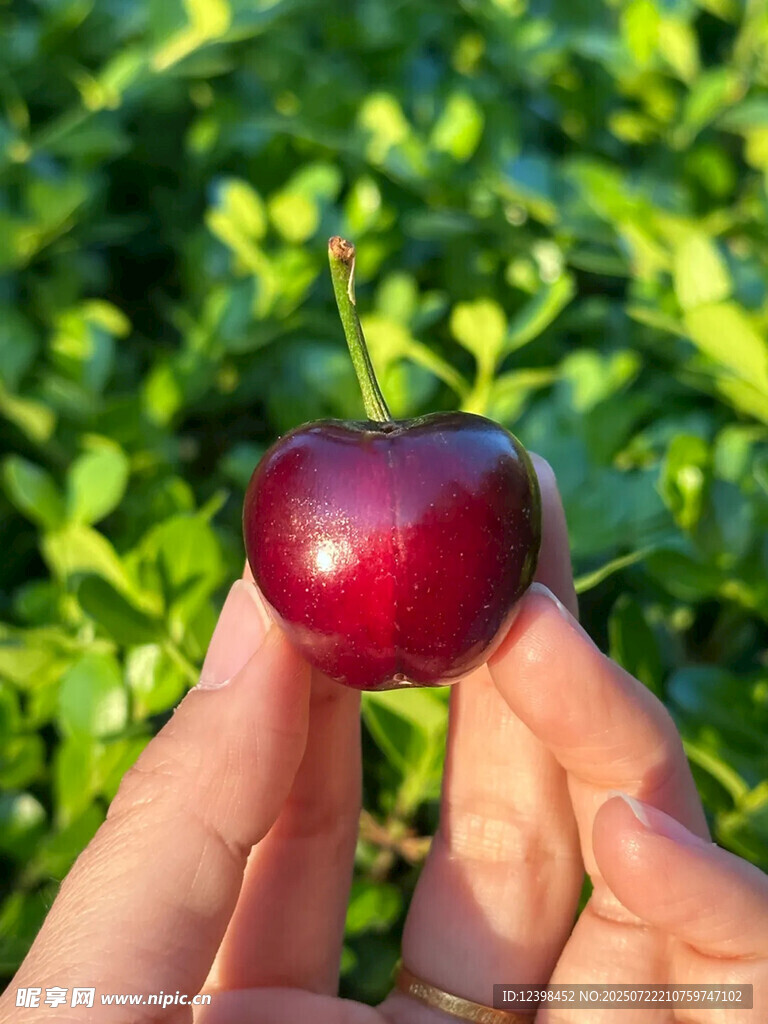 樱桃