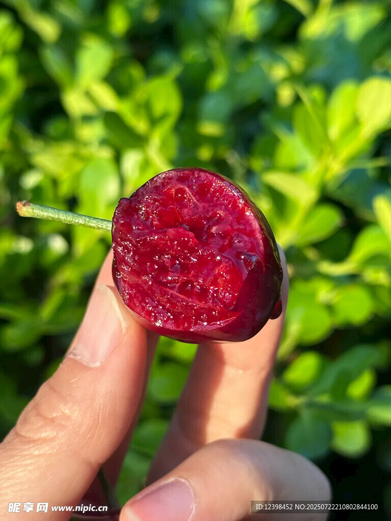 樱桃