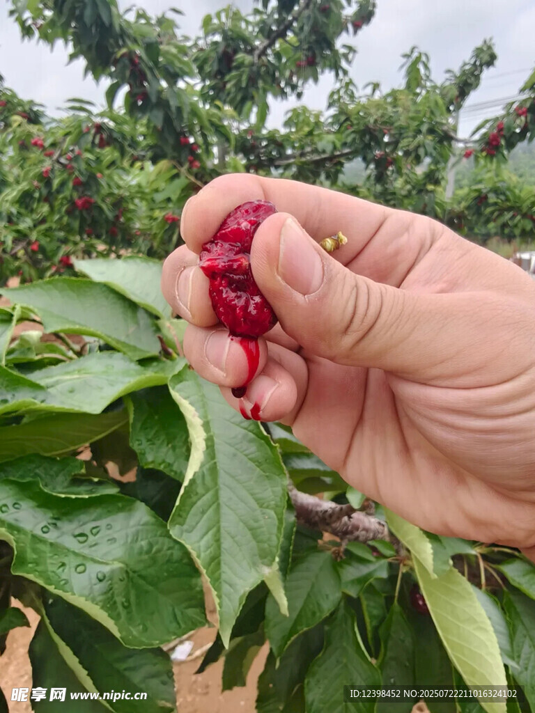 樱桃