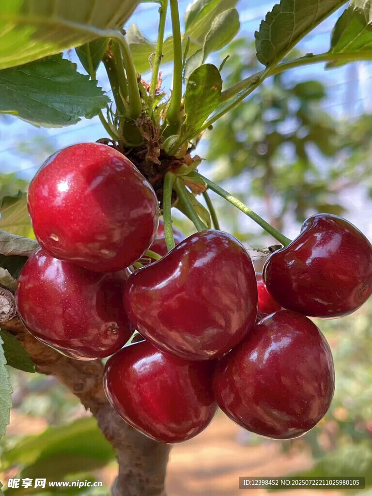 樱桃