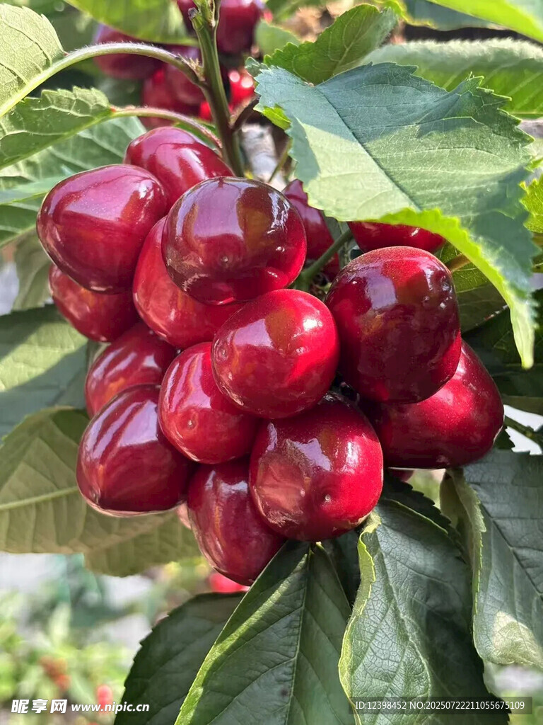 樱桃