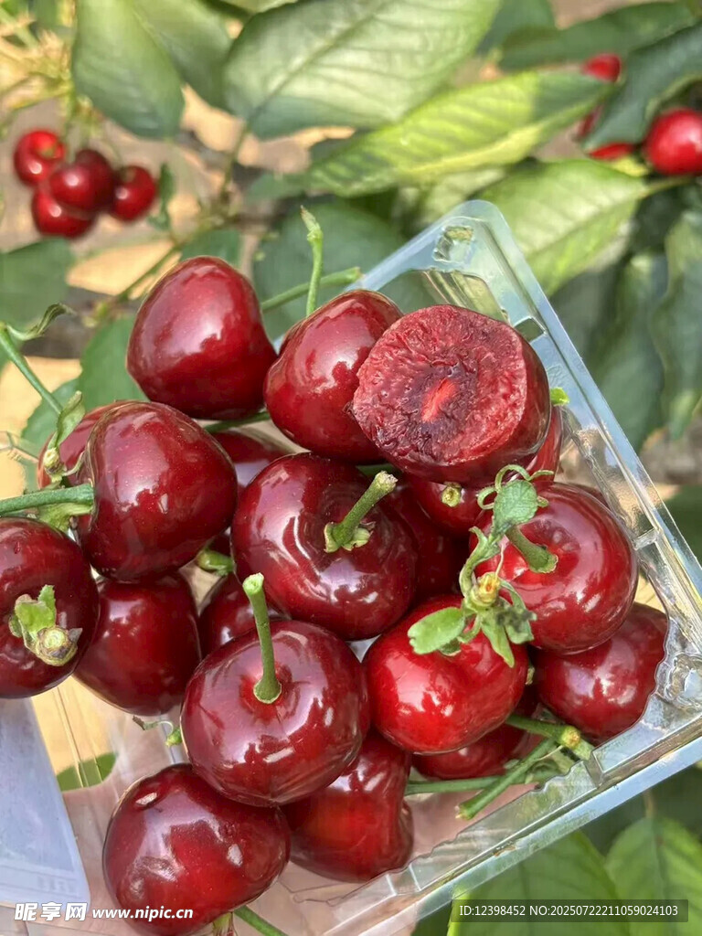 樱桃