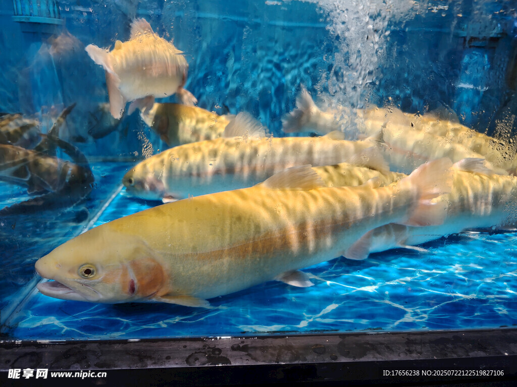 观赏鱼群游展示