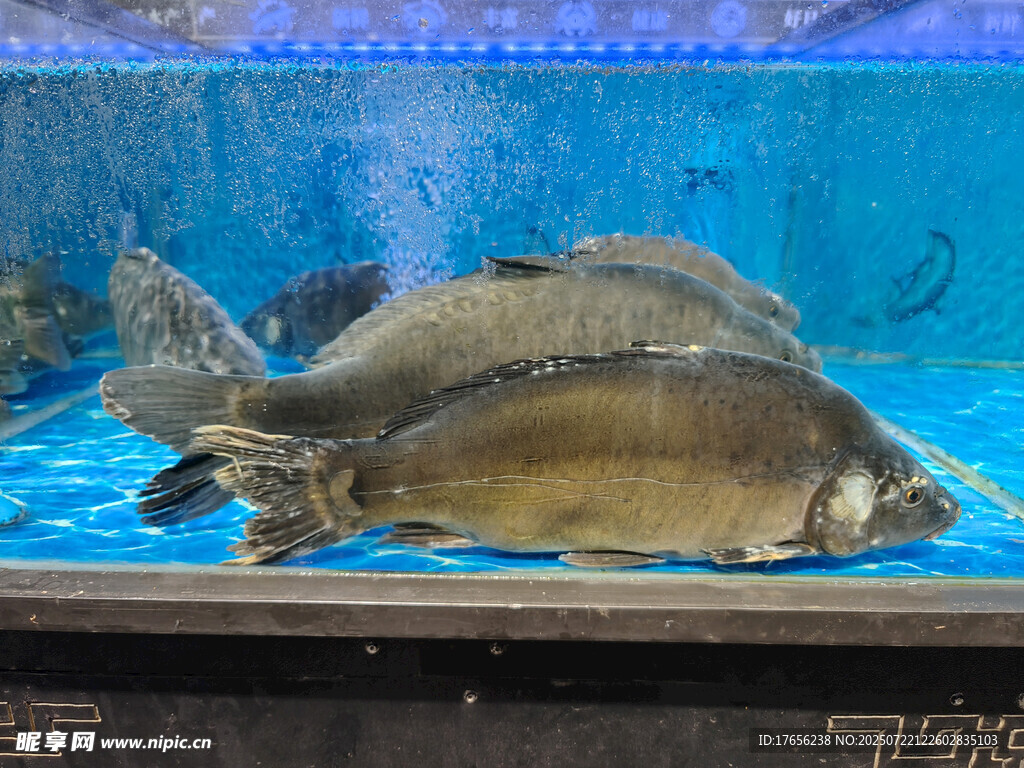 水族箱中的大鱼