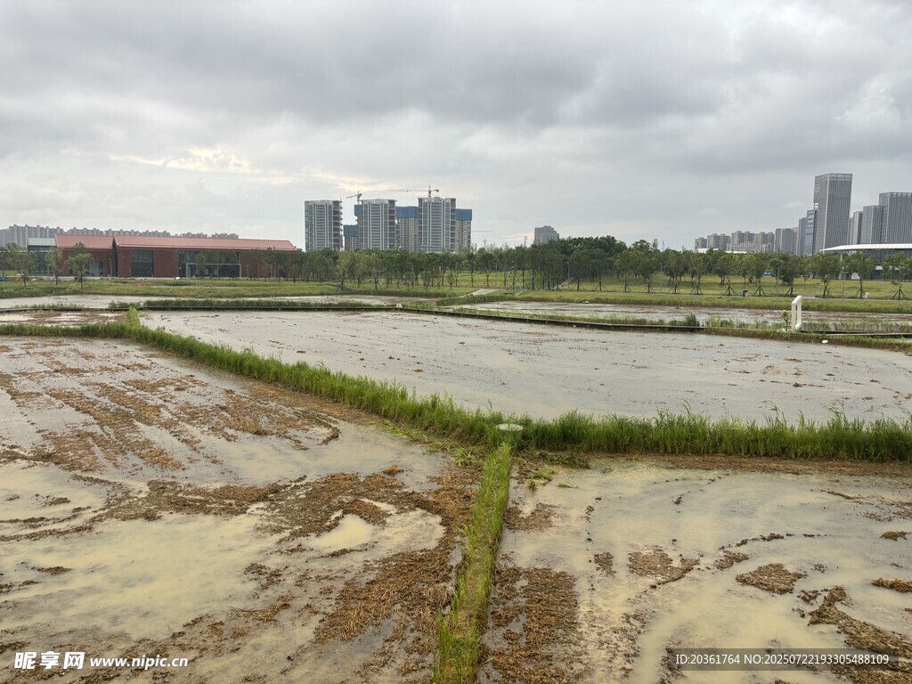 雨后泥泞农田与远处城市景