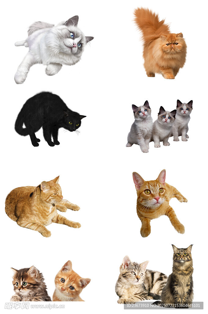 多样萌猫姿态展示