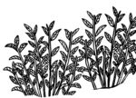 手绘植物图案  茶