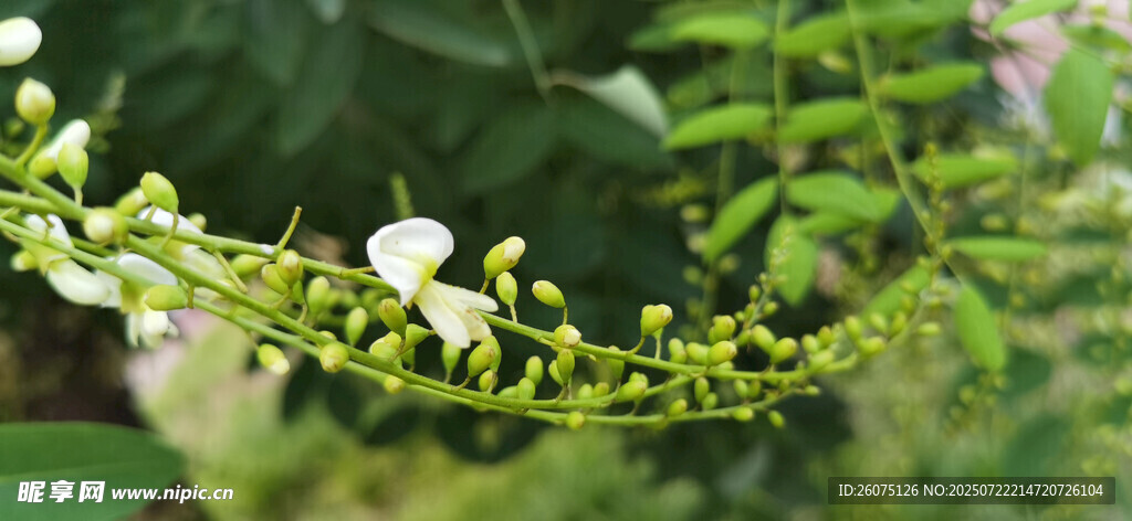 白色小花与翠绿枝叶