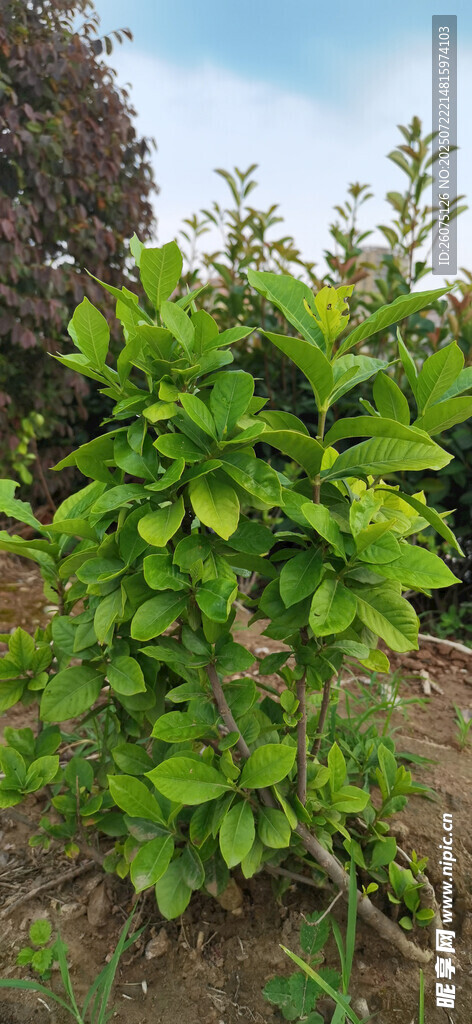 绿叶繁茂的栀子花苗