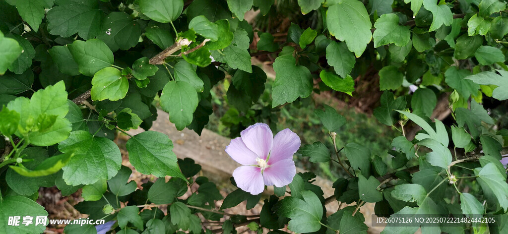 绿叶丛中的淡紫色小花