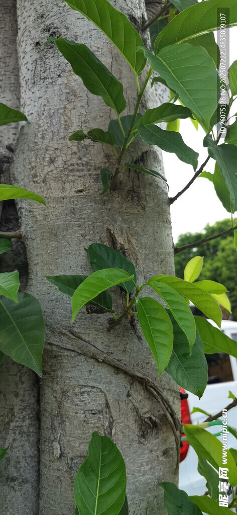 树干上生长的绿叶与白花