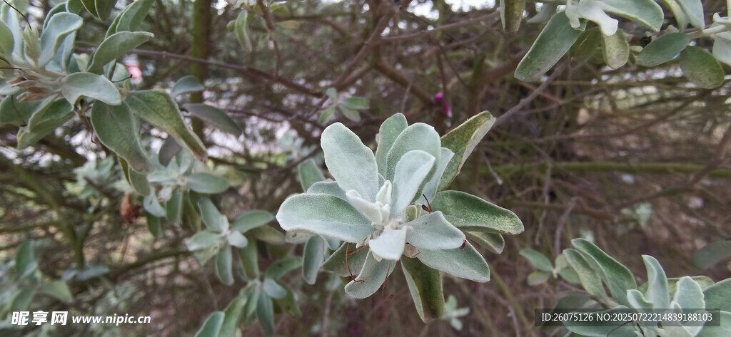 银叶植物特写