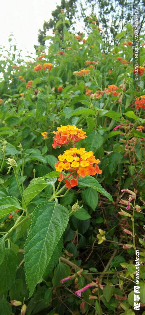鲜艳花丛中的多彩花卉