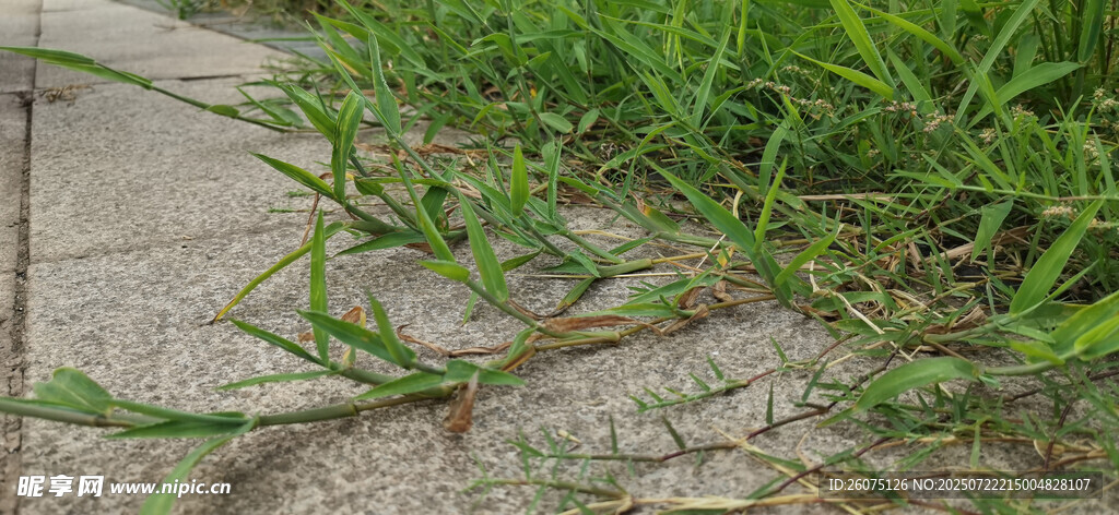 路边嫩绿野草