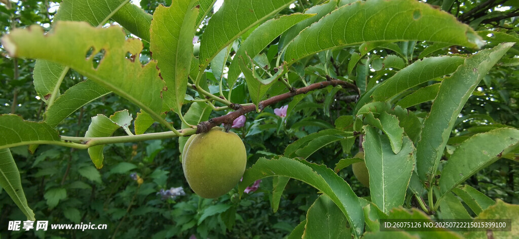 枝头青桃