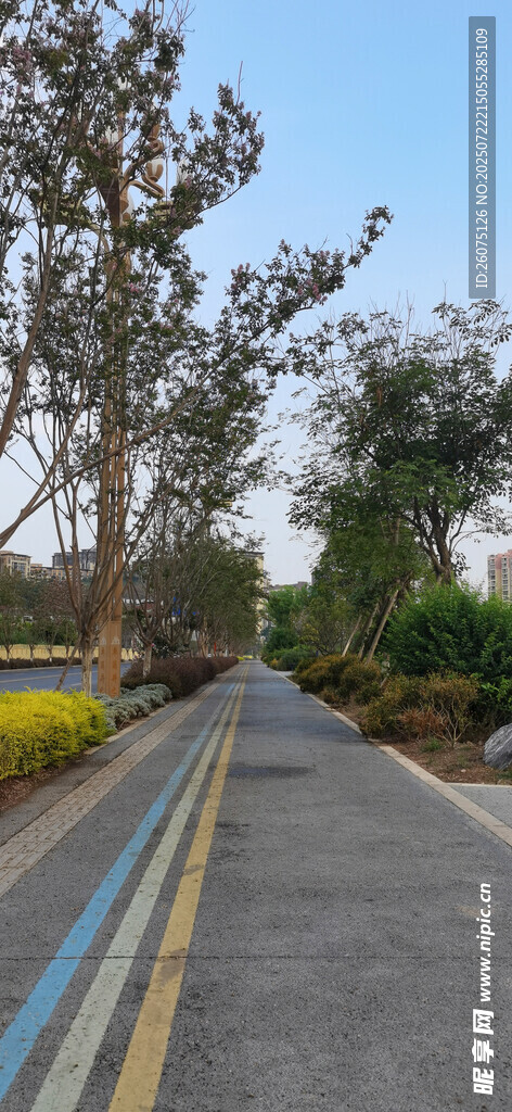 林荫下的宽阔柏油道路