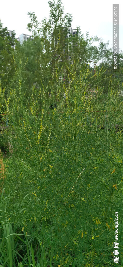 绿意盎然的自然植物景观