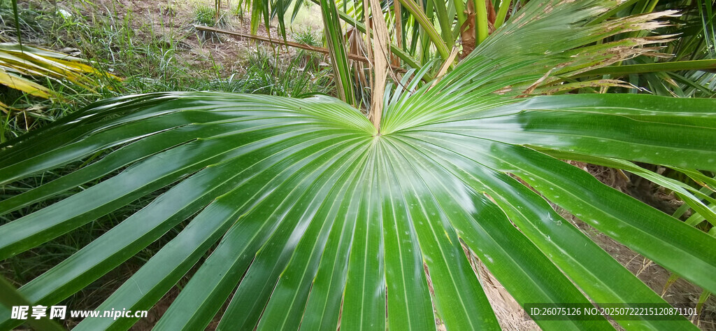 扇形蒲叶特写