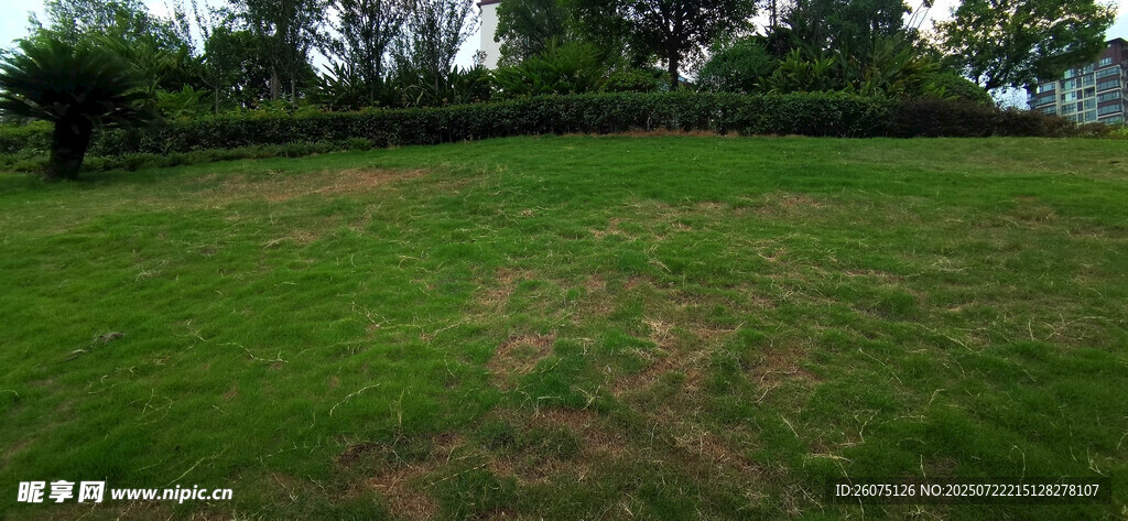 户外翠绿草地场景